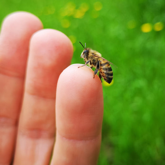 Visita guidata e pic-nic conviviale