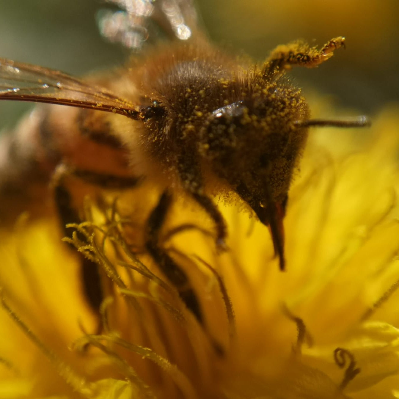 Una giorno da apicoltore