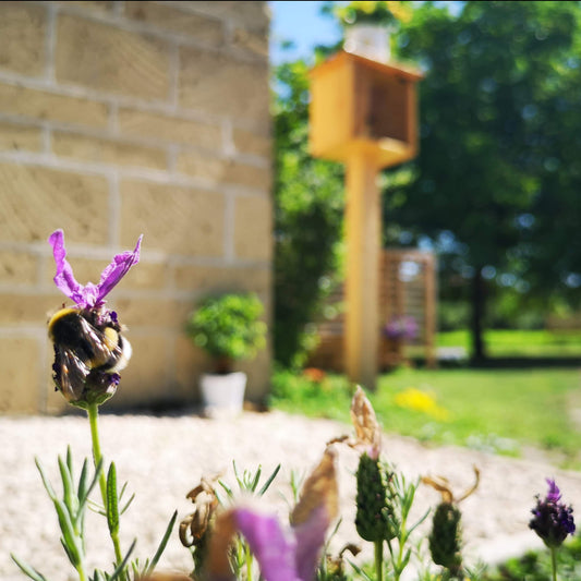 Visita guidata + pic-nic conviviale + Analisi sensoriale miele